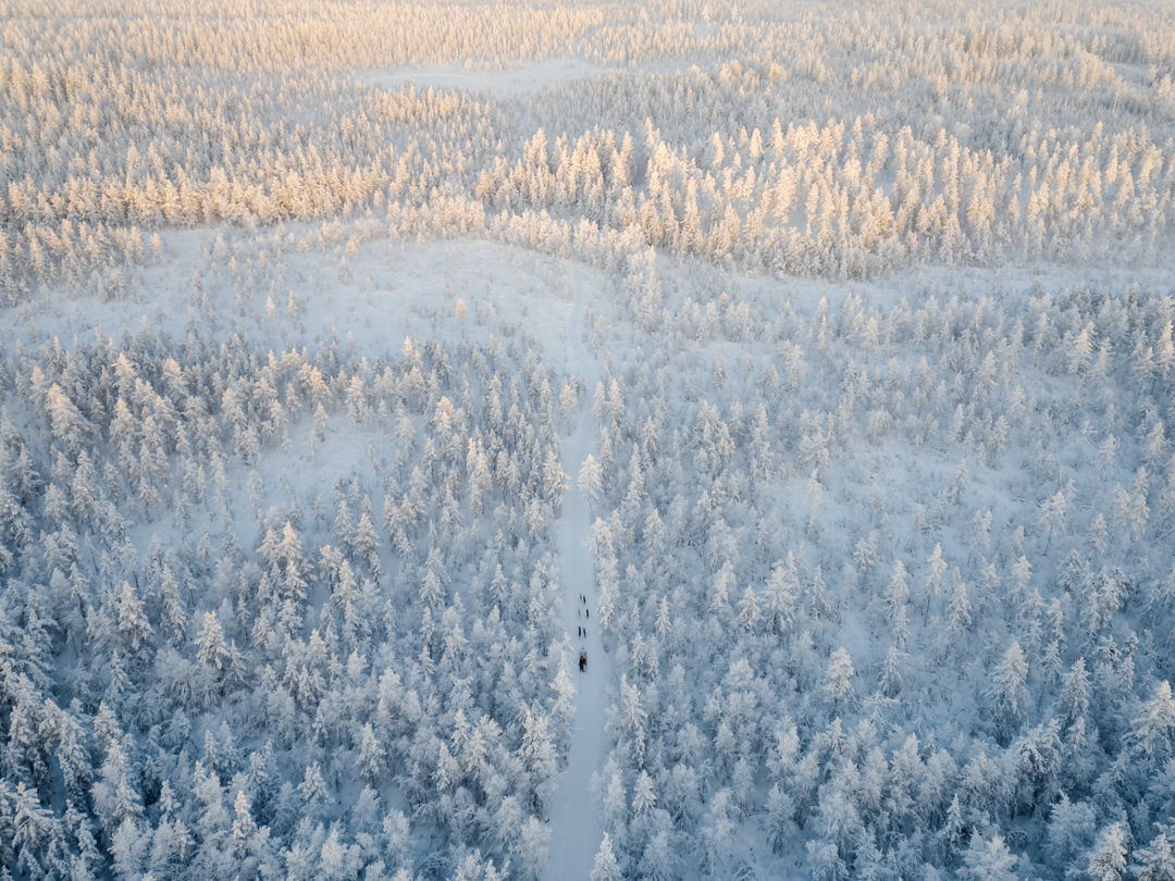 Aerial view of a husky sled team crossing a frozen forest path
