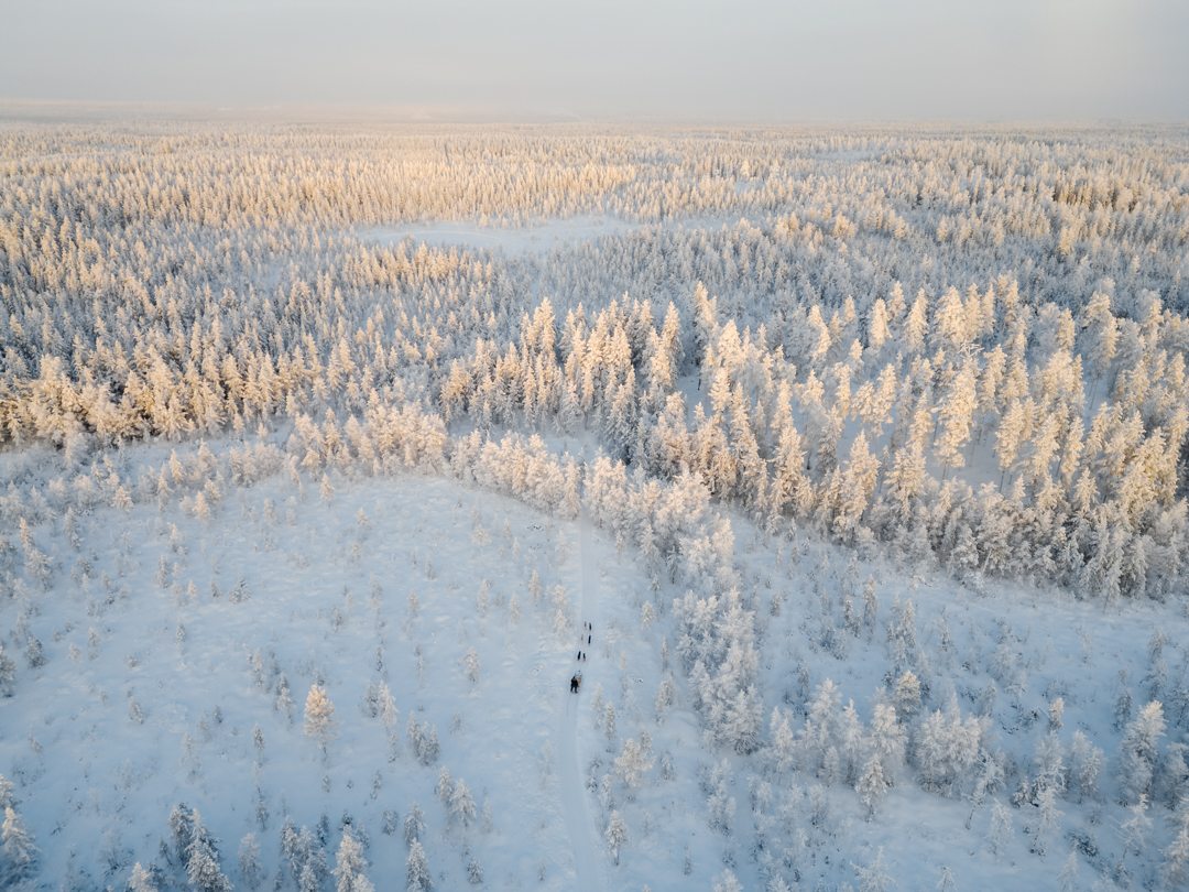 Aerial view of a husky team on a snowy forest trail at golden hour