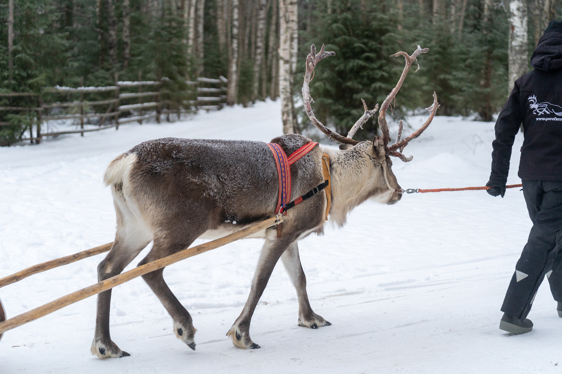 Reindeer Farm & Ride