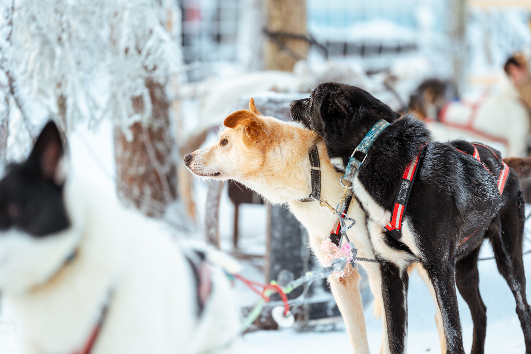Close-up of two huskies ready to run at the farm