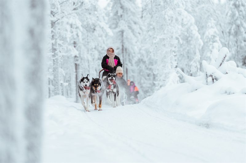 Arctic Husky Safari – 5 km, Rovaniemi, Finland