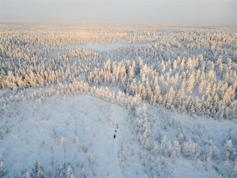 Vista aerea di un team di husky su un sentiero innevato nell'ora dorata