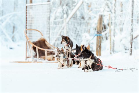 Husky dell'Alaska a riposo in imbracatura davanti a una slitta di legno