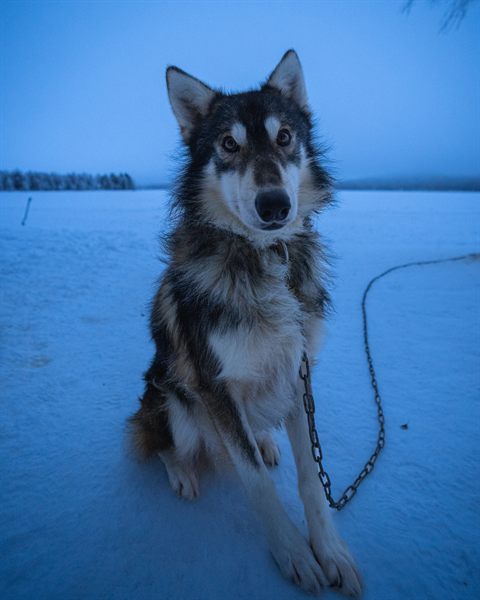 A husky sitting on the snow of a frozen lake in blue winter light