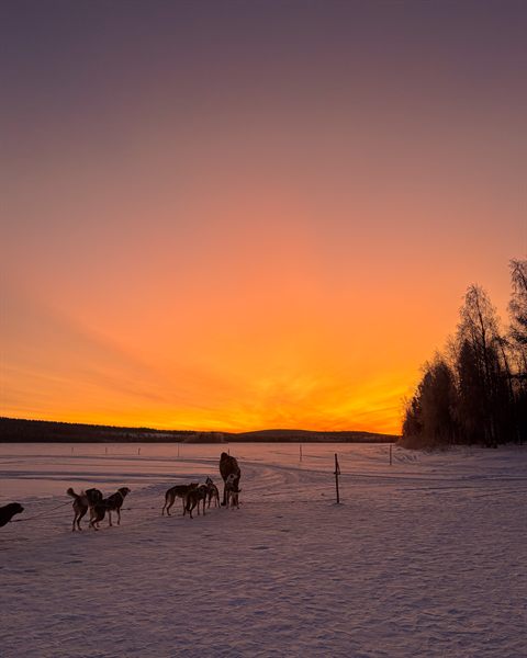 Husky teams on a frozen lake under an orange sunset sky