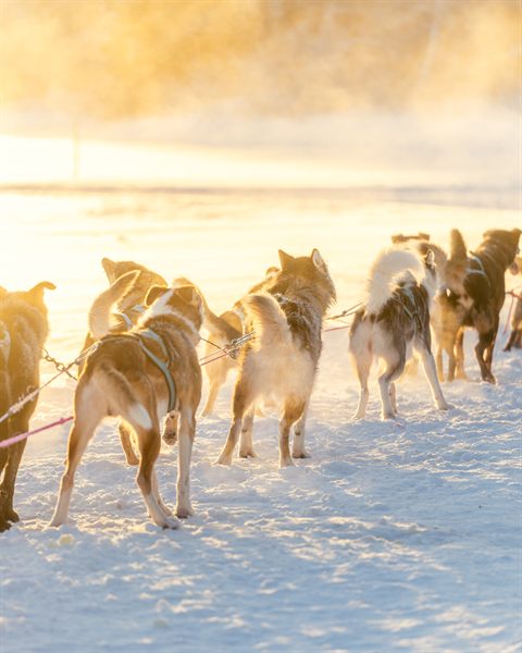 A team of huskies running across the snow in golden backlight