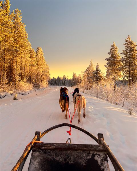 The driver's view from a husky sled down a snowy forest trail in golden light