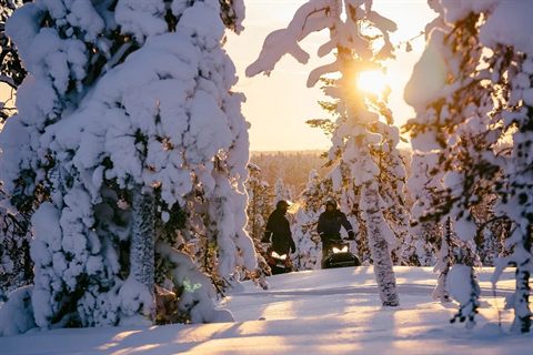 Two snowmobiles between snow-covered trees in low winter sun