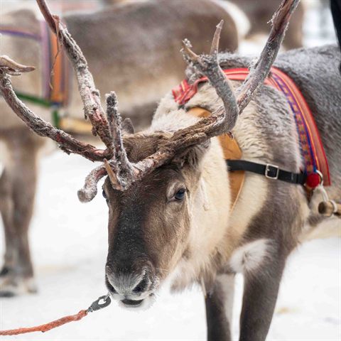 Nahaufnahme eines angeschirrten Rentiers, das im Schnee in die Kamera blickt