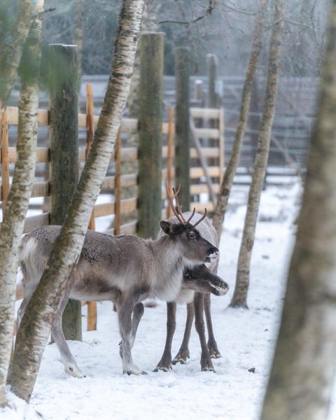 Two reindeer standing among birch trees in a snowy farm enclosure