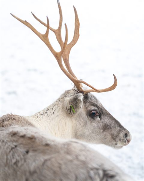 Profil eines Rentiers mit hohem Geweih im Schnee auf der Farm