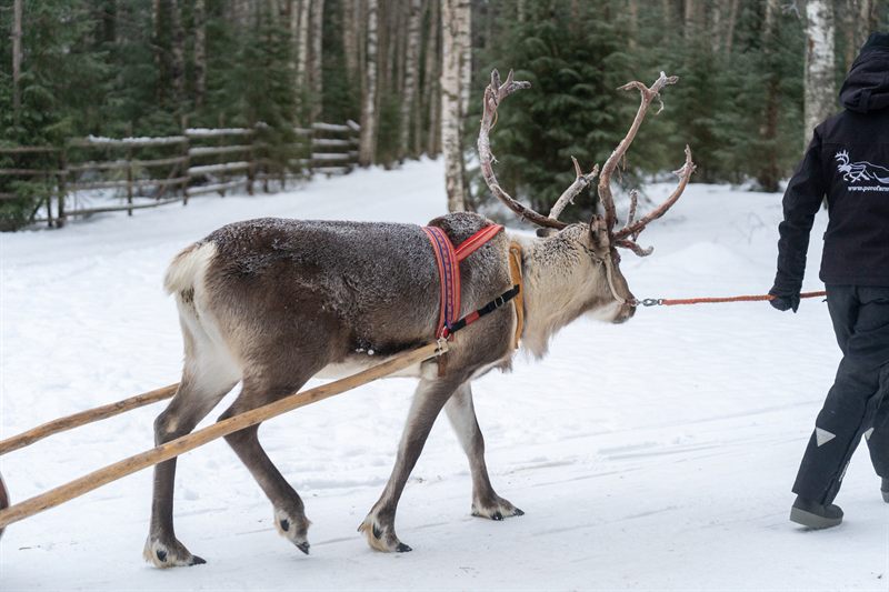 Reindeer Farm & Ride, Rovaniemi, Finland