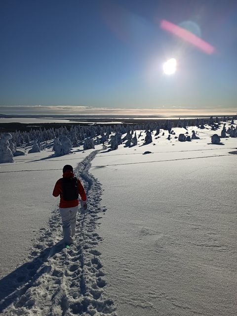 Paesaggi di foresta ghiacciata durante le nostre gite invernali di un giorno