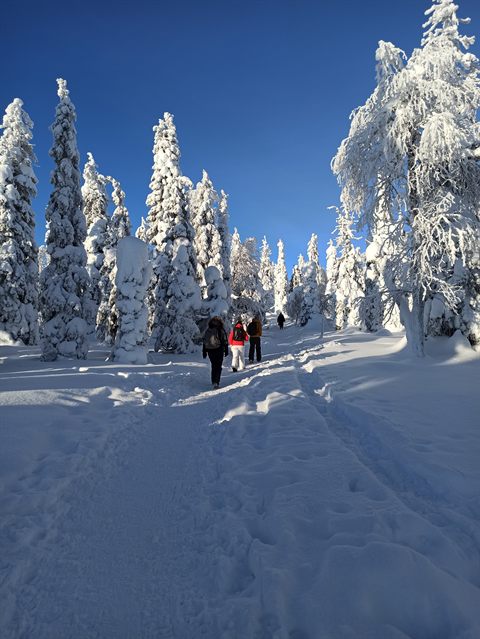 Paesaggi di foresta ghiacciata durante le nostre gite invernali di un giorno