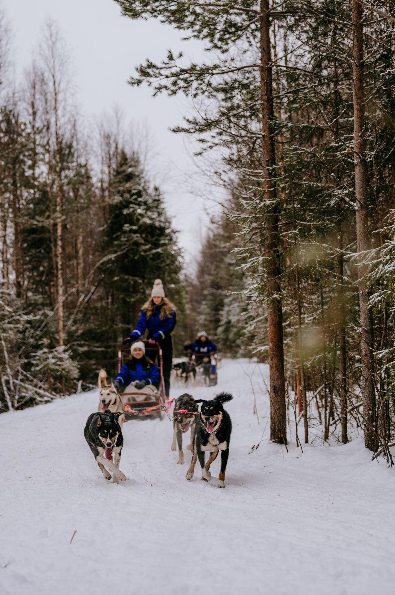 5 km Self-Drive Husky Safari