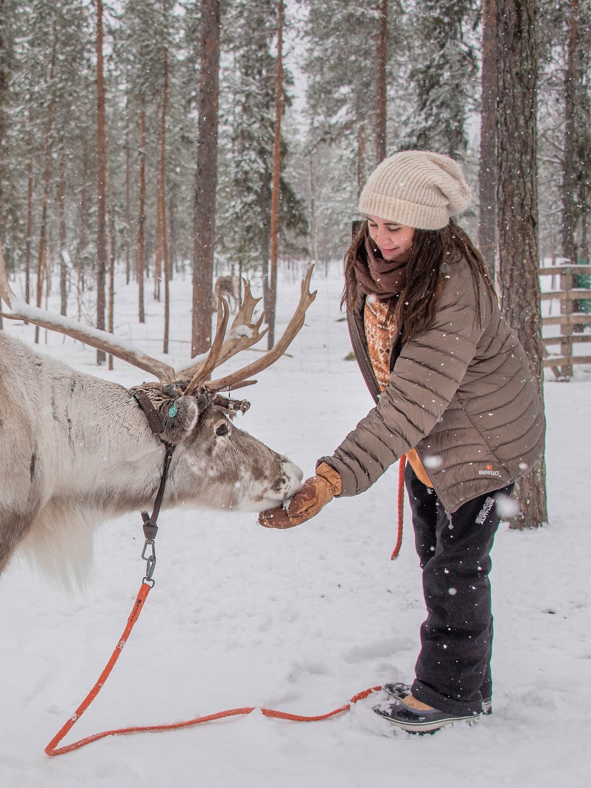 Traditional reindeer sleigh ride in Rovaniemi, Lapland