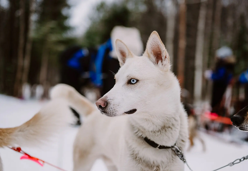 5 km Self-Drive Husky Safari – Step Into the Mushing Life-3
