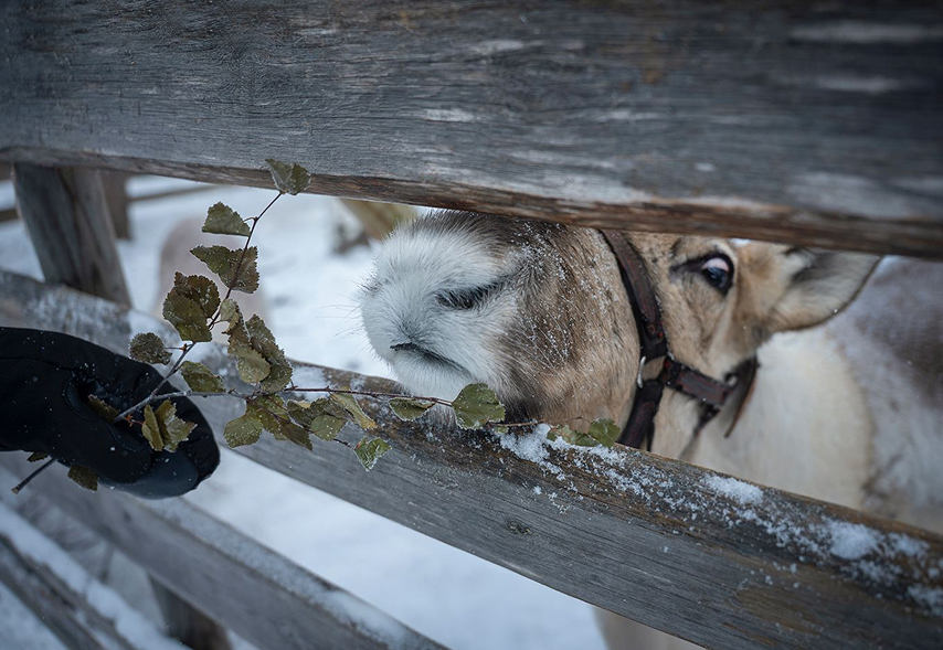 Reindeer Farm Experience-1