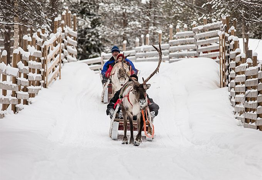 Reindeer Farm Experience-2